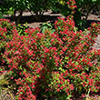 WEIGELA 'SONIC BLOOM PURE PINK'