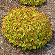 SPIRAEA 'DBL PLAY CANDY CORN' 3G
