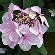 HYDRANGEA M 'LTS DNCE DIVA' 3G