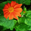 Tithonia, Red Torch