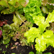 Wild Garden Lettuce Mix