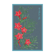 CYPRESSVINE STAR GLORY FLOWER