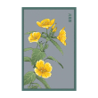 EVENING PRIMROSE FLOWER