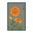 FRENCH MARIGOLD FLOWER