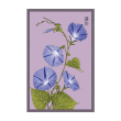 MORNING GLORY FLOWER