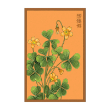 OXALIS FLOWER