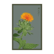 SAFFLOWER FLOWER