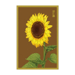 SUNFLOWER FLOWER