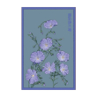 FLOX BLUE FLOWER