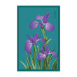 IRIS FLOWER