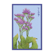 SEA LAVENDER FLOWER
