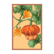 PUMPKIN SQUASH FLOWER
