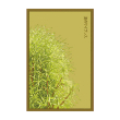 SUMMER CYPRESS FLOWER