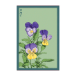 PANSY FLOWER