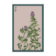 THYME HERB