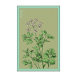 PARSLEY HERB