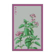 OREGANO HERB