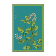 CILANTRO HERB