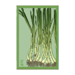 SCALLIONS VEG