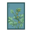 RAPINI VEG