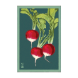 RADISH VEG