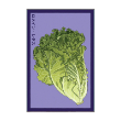 ROMAIN LETTUCE VEG