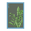 ARUGULA VEG