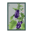 EGGPLANT VEG