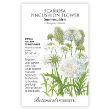 SCABIOSA SNOWMAIDEN