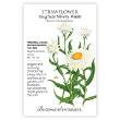 STRAWFLOWER KING SILVER WHT