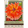 DAHLIA FIREPOT