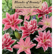 LILY ROSELILY BLEND