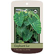 COLOCASIA ESCULENTA MEDIUM