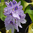 Water Hyacinth  Eichornia Crass