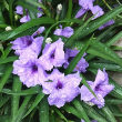 RUELLIA BRITTONIANA KATIE 3.5"