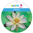 NELUMBO BEAUTIFUL DANCER 12"