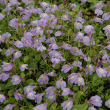 MAZUS REPTANS 3.5"