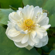 NELUMBO 'SNOW WHITE' 12"