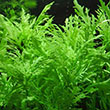 HYGROPHILA DIFFORMIS
