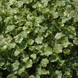HYDROCOTYLE UMBELLATA 3.5"