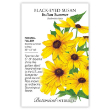 Black-Eyed Susan Indian Summer