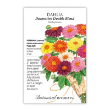 DAHLIA DECORATIVE