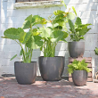 COCO POT MATTE BLK 12"X11"
