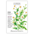 FEVERFEW