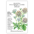 SCABIOSA STARFLOWER
