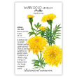 MARIGOLD AFRICAN PHYLIS YELLOW