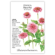 Zinnia MAZURKIA