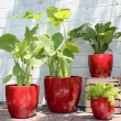 COCO POTS LAVISH RED 23"X20"