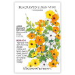 Black-Eyed Susan Vine