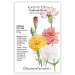 Carnation Chabaud Blend